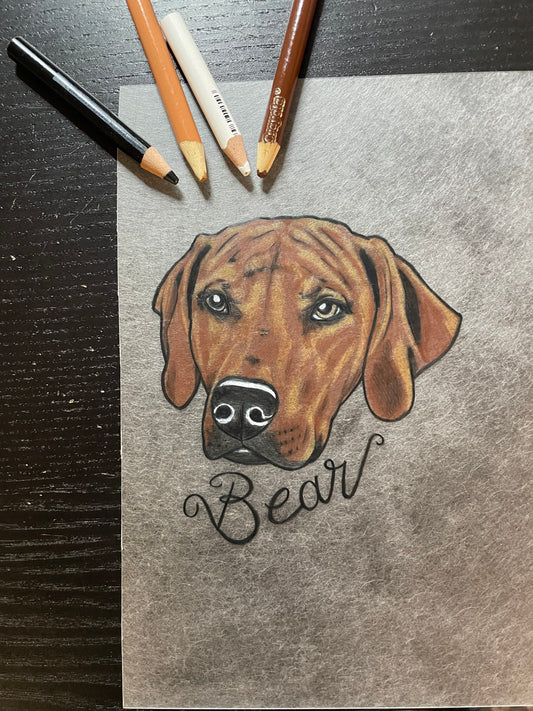 Pet Portrait Drawing