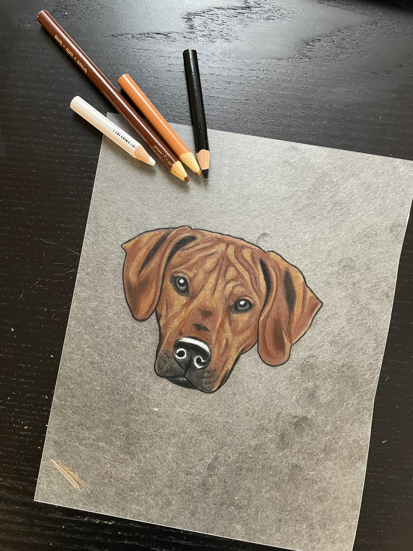 Pet Portrait Drawing